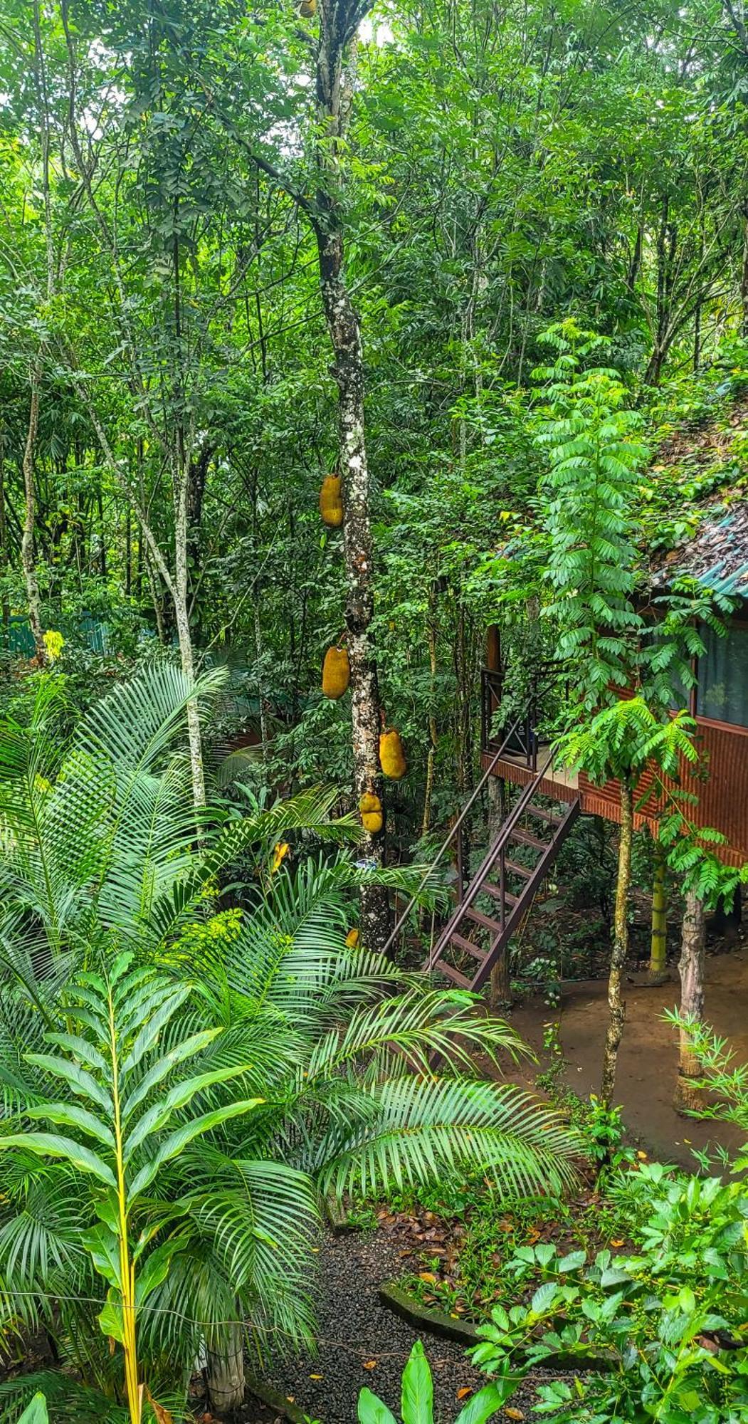 Monsoon Retreats Ecostay- Treehouse Thekkady Εξωτερικό φωτογραφία