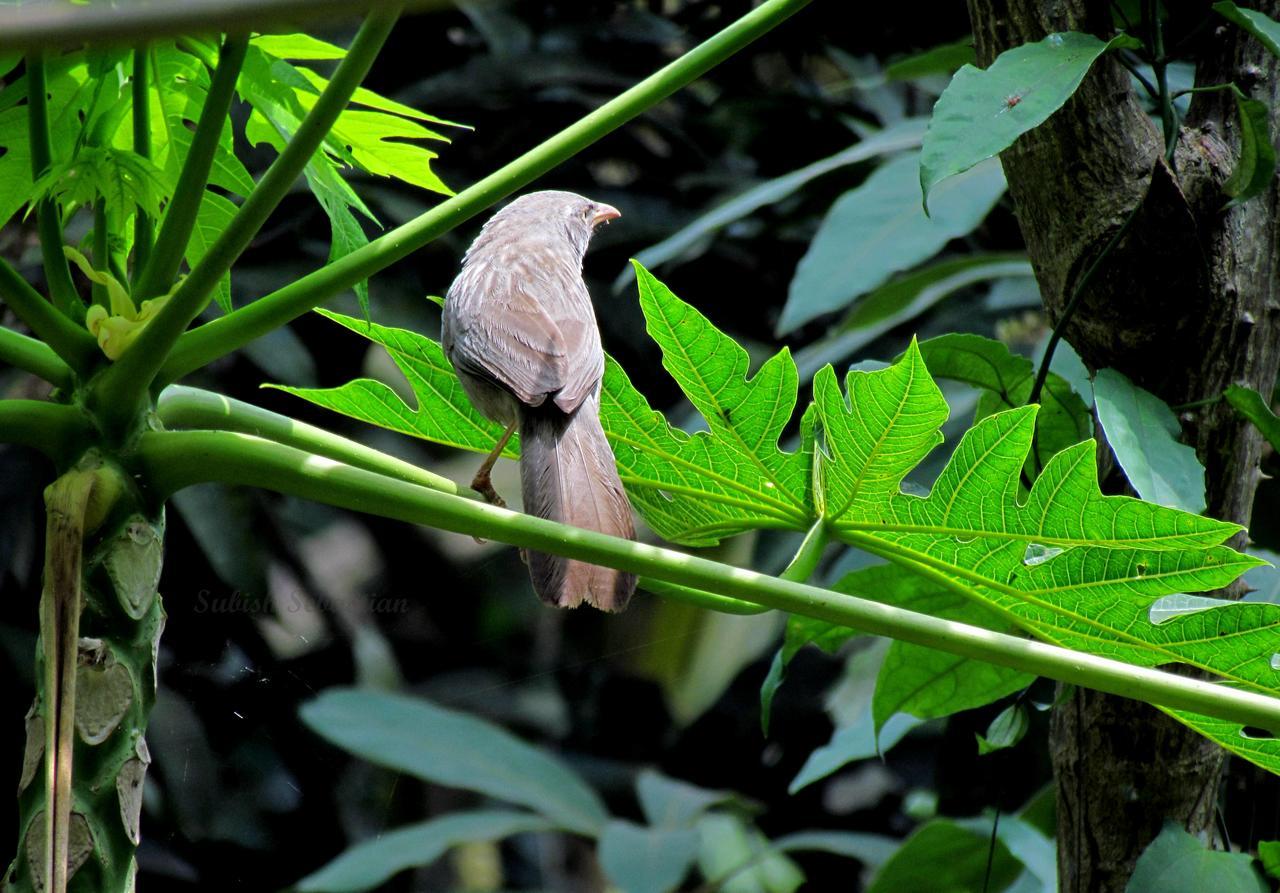 Monsoon Retreats Ecostay- Treehouse Thekkady Εξωτερικό φωτογραφία