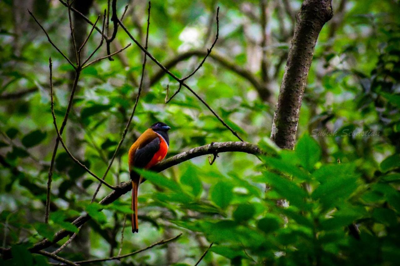 Monsoon Retreats Ecostay- Treehouse Thekkady Εξωτερικό φωτογραφία