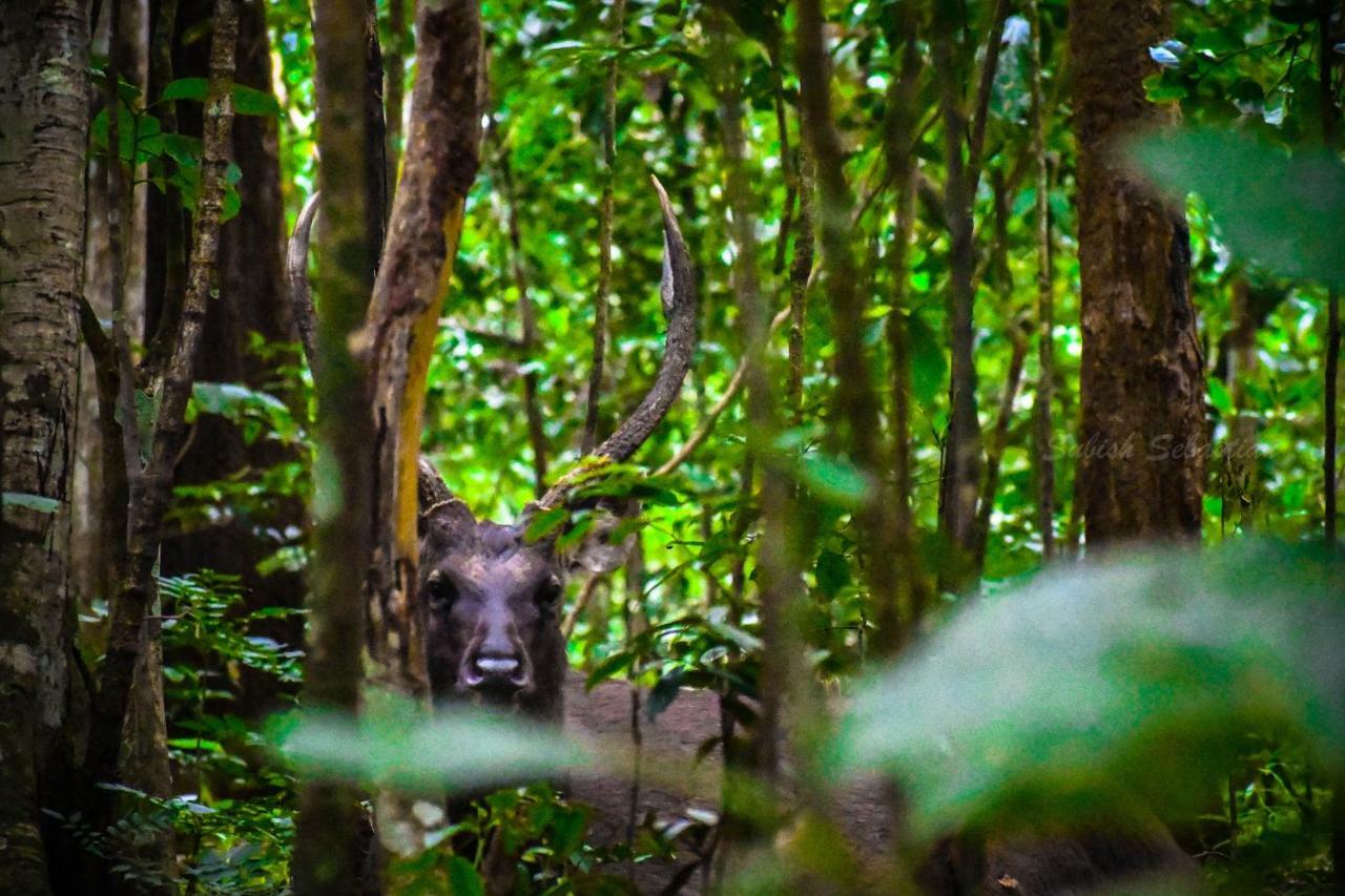 Monsoon Retreats Ecostay- Treehouse Thekkady Εξωτερικό φωτογραφία